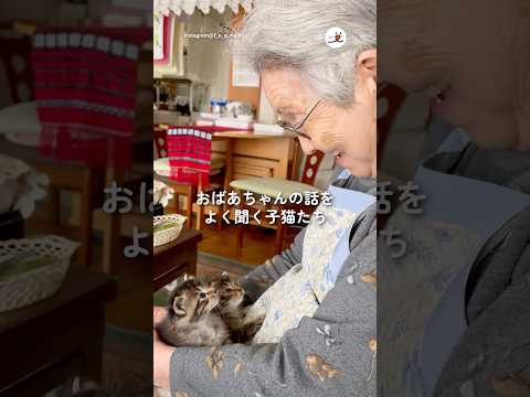 おばあちゃんの話しをよく聞く子猫たち｜PECO サムネイル