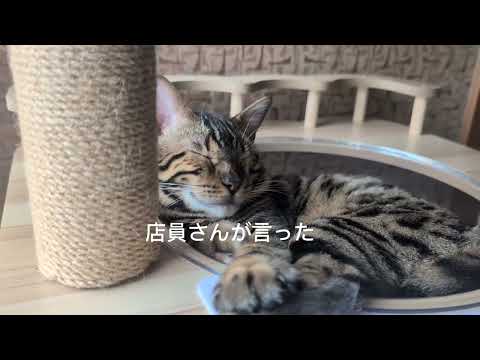 ペットショップの売れ残りミャク子さんベンガル1歳2ヶ月ベンガル猫ミャク子さん偶然出会い サムネイル
