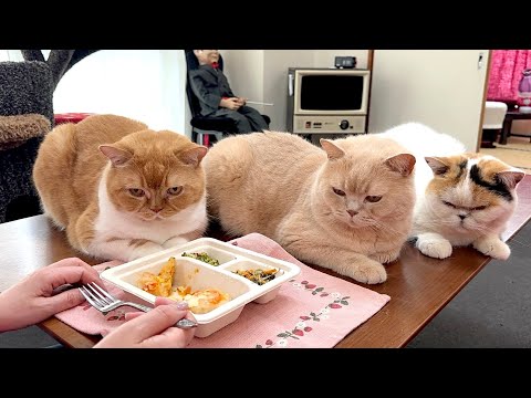お昼ご飯を狙う猫たちの圧が凄い サムネイル