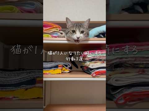 猫が1人になりたい時にする行動3選 猫 ねこ 猫のいる暮らし 保護猫 猫のいる生活 ねこ動画 猫動画 雑学 豆知識 V… サムネイル