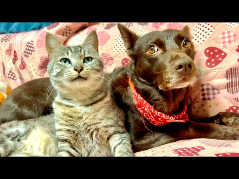 今猫ポン吉が世界中で大人気になって大変な事になってます