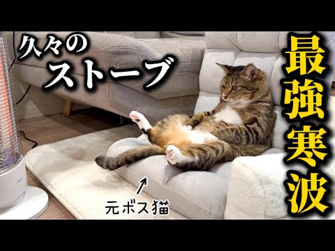元ボス猫を家族に迎えたら久しぶりのストーブが心地良すぎて動かなくなっちゃうただのおっさんでした サムネイル
