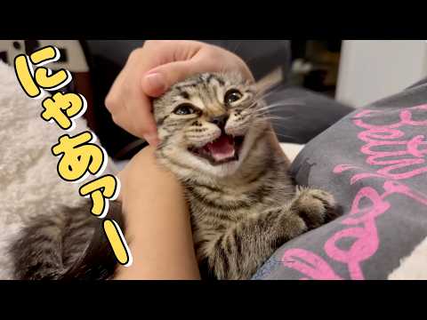 【生後2ヶ月】子猫が可愛すぎて語彙力を失う飼主www cat 猫