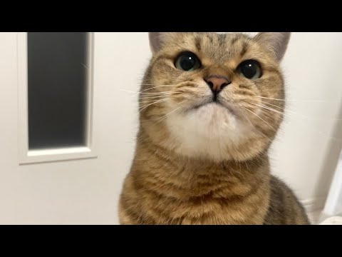 ご飯の気配を感じ取るとヒゲ饅頭を膨らませて現れる猫がこちらです サムネイル