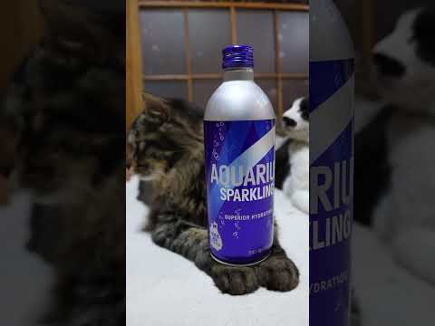 アクエリアス スパークリング　260516　 cat のせ猫 cute　 ネコ ねこ アクエリアス　 猫　 スパークリ… サムネイル