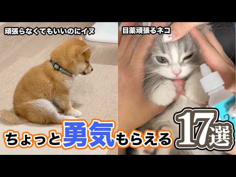 【完璧じゃないから愛おしい】見ると不思議と勇気が出る動画｜PECO サムネイル