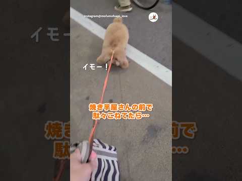 焼き芋屋さんの前で駄々こねてたら｜PECO