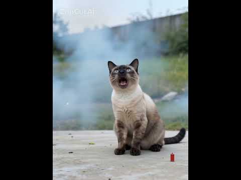 cat猫ミャク子ガッツくんベンガル猫シャム猫shorts funny サムネイル