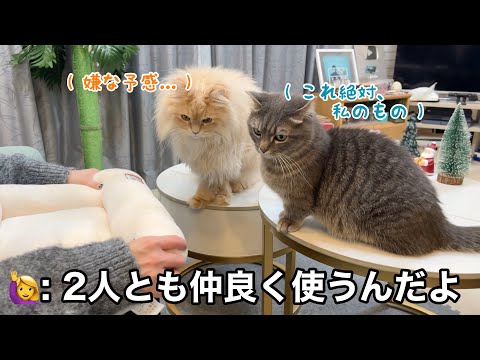 猫たちにクリスマスプレゼントをあげた結果、気の強い猫がまさかの行動に出ました… サムネイル
