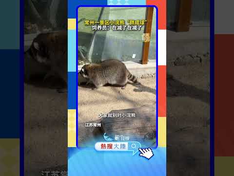 【萌寵】圓乎乎！江蘇一景區小浣熊「胖成球」
