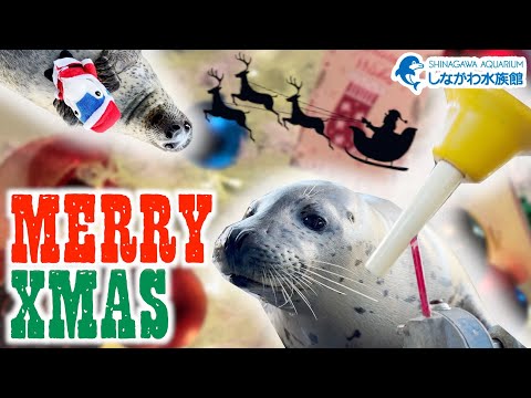 しな水のクリスマス2025@しながわ水族館【ゴマフアザラシ】