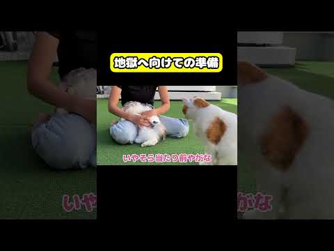 地獄へ向けての準備 猫 おもしろ アテレコ ニャンチューバーつくし