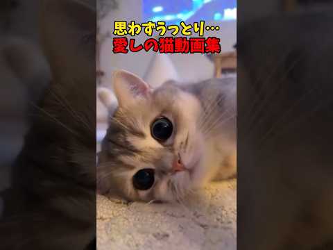 うっとりハワワワ♥ サムネイル
