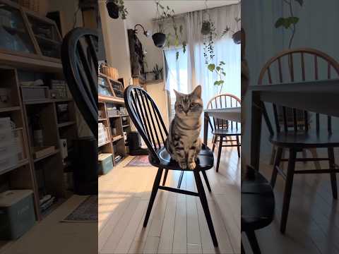 アメショーのラッテ アメショ アメリカンショートヘア ＃猫との暮らし猫と暮らす家猫