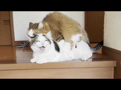 無邪気に短いお手手でテシテシ遊ぶ猫とメェ～って鳴く猫 サムネイル