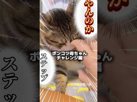 ポンコツ母ちゃんチャレンジ編 cats shorts 球太 サムネイル