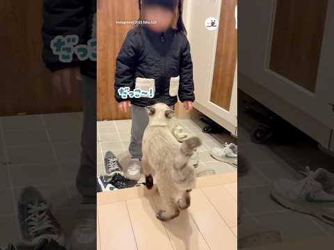 女の子に甘えたい猫｜PECO サムネイル