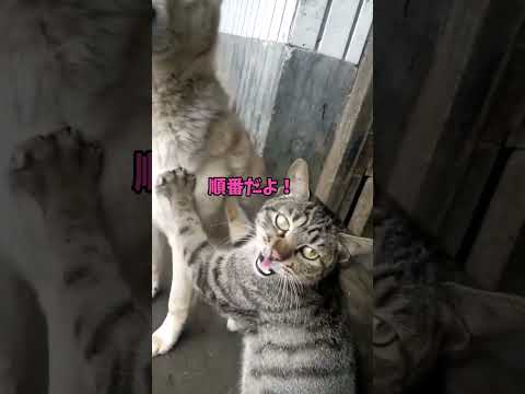 「ねぇ、遊んでほしいんだけど?」🐾