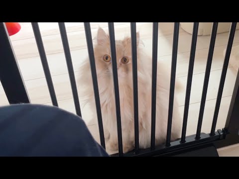 フランマさんのその後について サムネイル