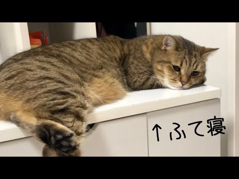 置いてけぼりにされて渋々ふて寝する猫がこちらです