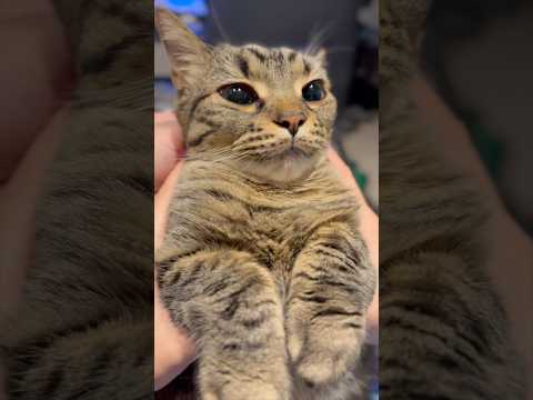 【胸プリ】猫が可愛すぎて、笑いが止まらない...www cat 猫
