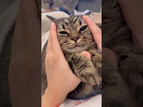 ぷりぷりプリンセスの子守唄 cat 猫 サムネイル