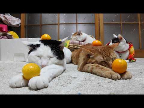 かご猫LIVE配信　2026年5月1日