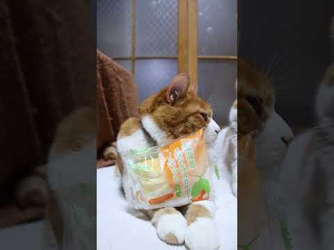 北海道メロン&マスカルポーネ オムレット 2個入　260523　 cat のせ猫 kitty　 オムレット ネコ cu… サムネイル