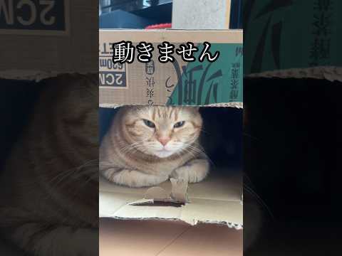 動きません ねこ アメショ それでも動きません うめ れん サムネイル