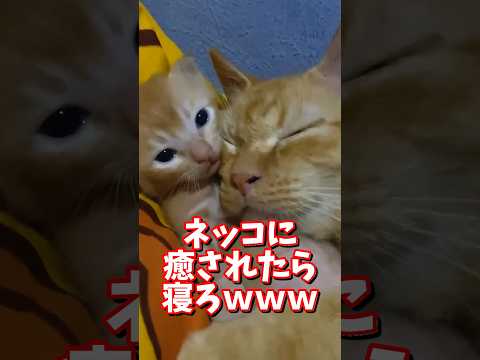 ネッコの動画で癒されたら寝ろｗｗｗ　2ch  動物  猫 癒やし ねこ動画 サムネイル