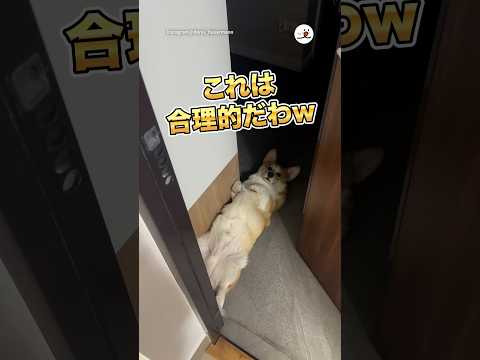 これは合理的だわw｜PECO｜PECO