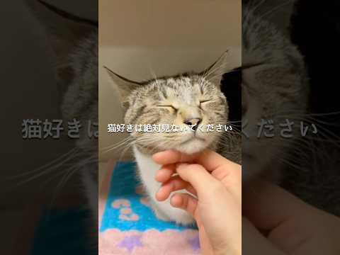 猫が1人でいる時の気持ち3選 猫 ねこ 保護猫 ねこのいる生活 猫のいる暮らし 猫動画 猫のいる生活 雑学 豆知識 V… サムネイル