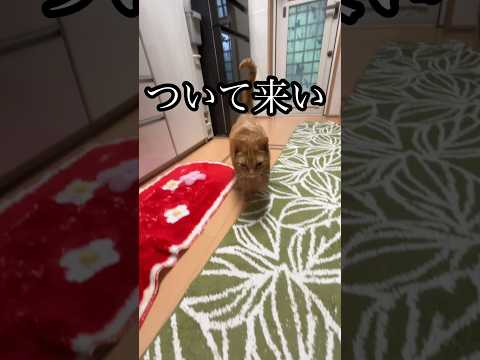 ついて来い 猫 ブラッシング アメショ cat グルーミング やれっ れん サムネイル