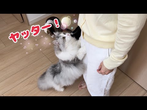 ママが持って帰ってきた意外なお土産に大喜びする猫たちが可愛すぎる！【コストコ購入品】