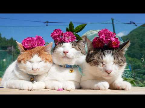 薔薇の花　のせ猫　　260629