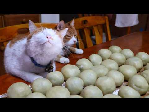 猫たちと春彼岸まんじゅう作り　2026　260319 サムネイル