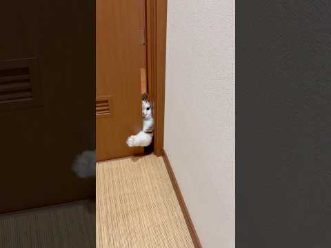 どうやって中に入った？なぁ、 サムネイル