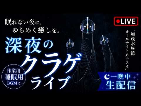 深夜のクラゲライブ|オールナイトカモスイ プーキアテマリクラゲ属の一種