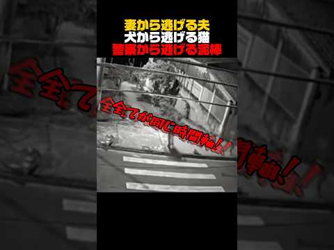 逃げる夫 逃げる猫 逃げる泥棒 サムネイル