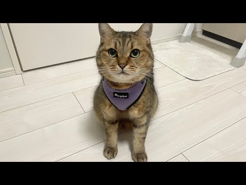 リードをつけて約1年ぶりにお外へ出ようと思います(前編) サムネイル
