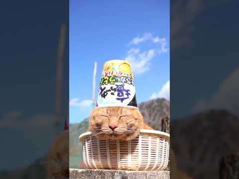塩らーめん タテビッグ まさかのうどん!？　260423　のせ猫　猫 cat　 cute　 　　 kitty　 猫… サムネイル