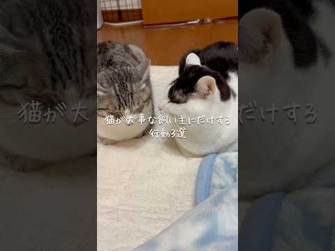 猫が大事な飼い主にだけする行動3選 猫 ねこ 猫のいる暮らし 保護猫 猫動画 猫好きさんと繋がりたい 猫のいる生活 雑… サムネイル