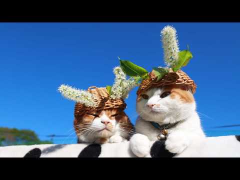 上溝桜　のせ猫　2026　260527 サムネイル