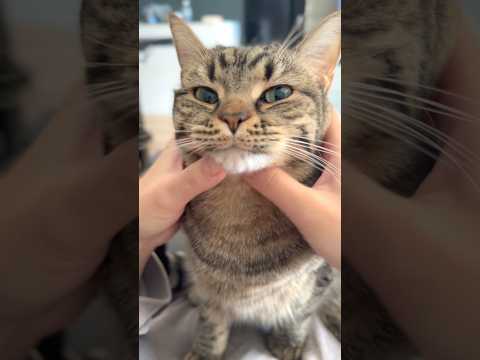 もふもふ猫、ママのあごマッサージで気持ちよく... cat 猫 サムネイル