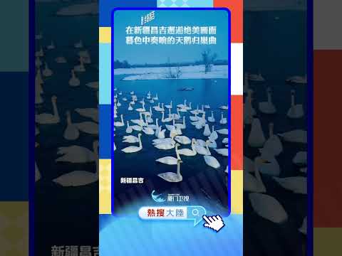 【大陸】美如畫卷！新疆一濕地公園化身「天鵝湖」 サムネイル