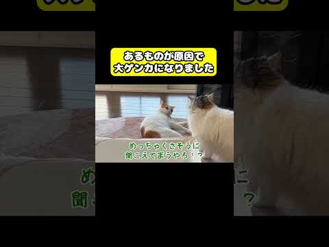 あるものが原因で大ゲンカになりました　猫 おもしろ アテレコ ニャンチューバーつくし サムネイル