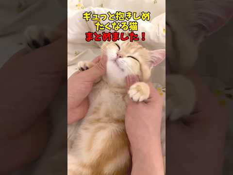 抱きしめてもいいですか？猫 cat cats cute サムネイル
