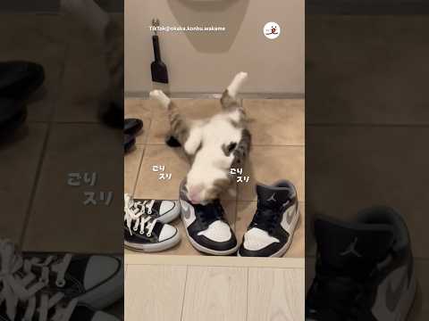 靴の中に顔突っ込む猫｜PECO サムネイル