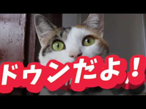 MV『ドゥルドゥルドゥルドゥルドゥンだよ！』 サムネイル