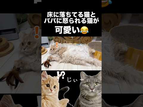 床に落ちてる猫とパパに怒られる猫が可愛いwshorts 猫 猫好きさんと繋がりたい サムネイル